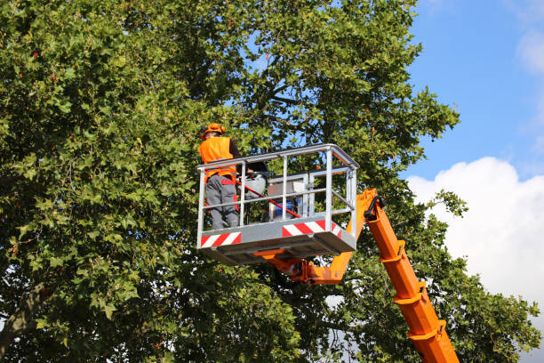 Best Leaf Removal  in Stock Island, FL